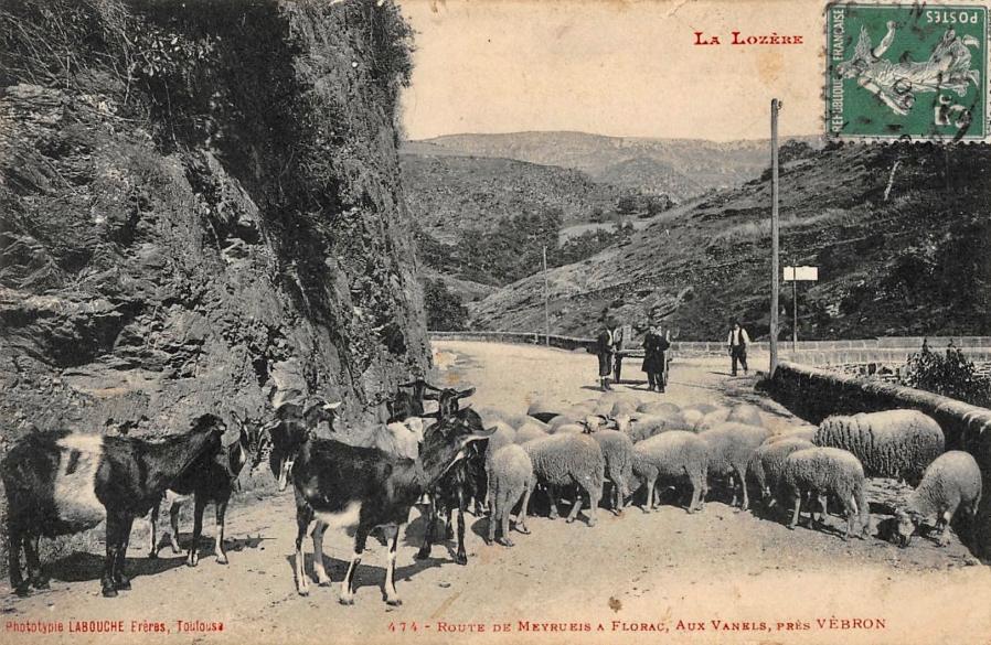 Les vanels moutons pont